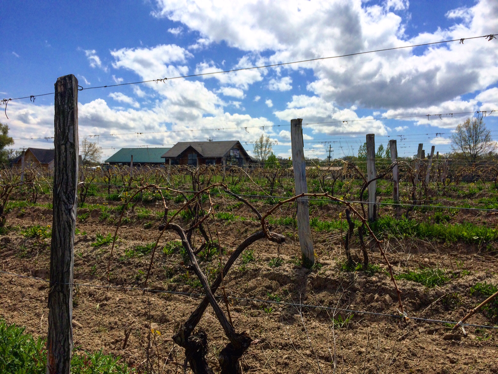 Shaw Vineyard